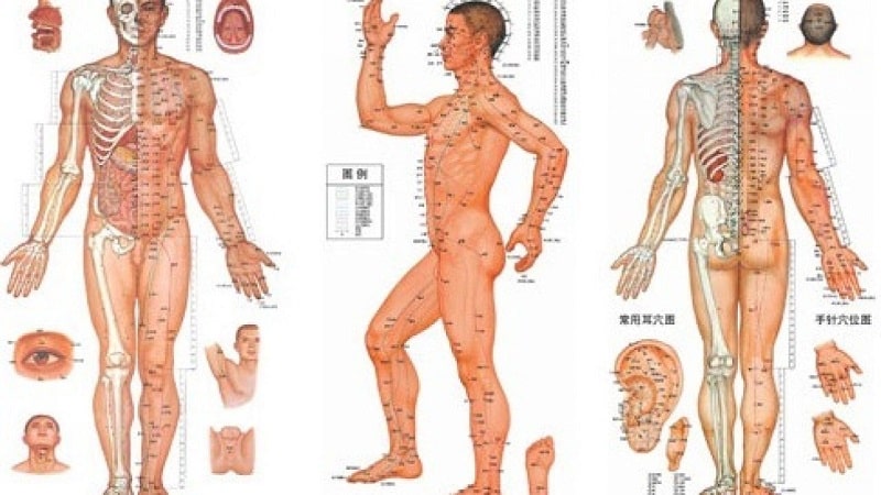 hình ảnh các huyệt đạo trên cơ thể con người 1
